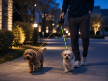 Person walking two small dogs with Arelio DuoWalk at blue hour